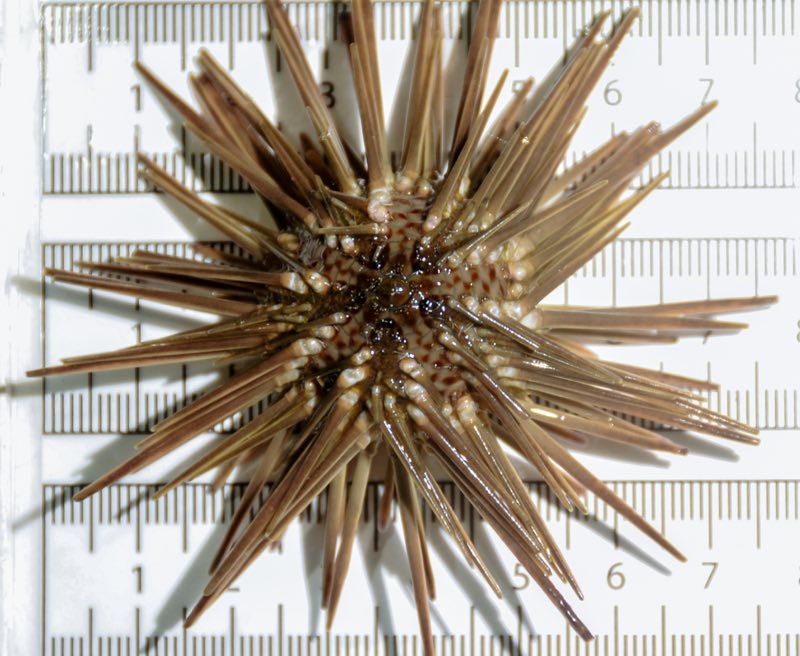 Arbacia stellata